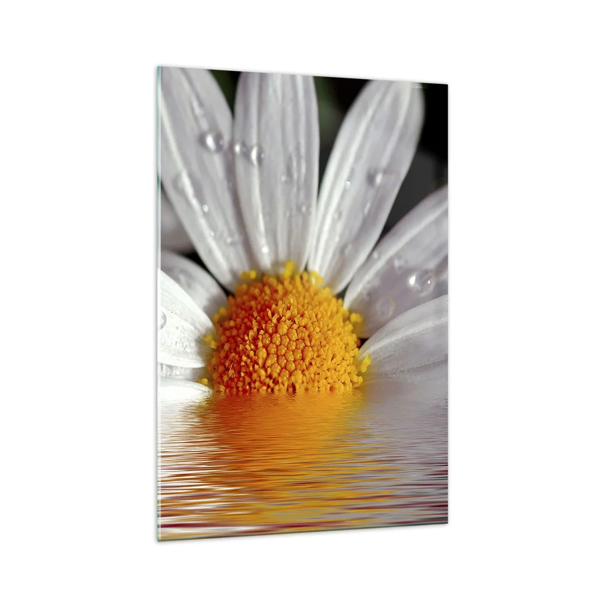 Glastavla - Bild på glas - Prästkrages uppstigande sol - 70x100 cm