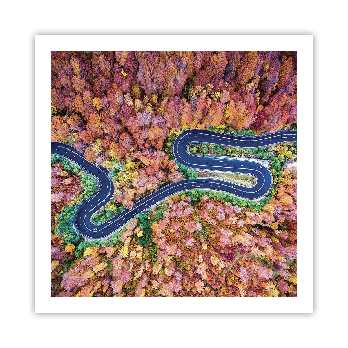 Affisch - Slingrande väg genom skogen - 60x60 cm
