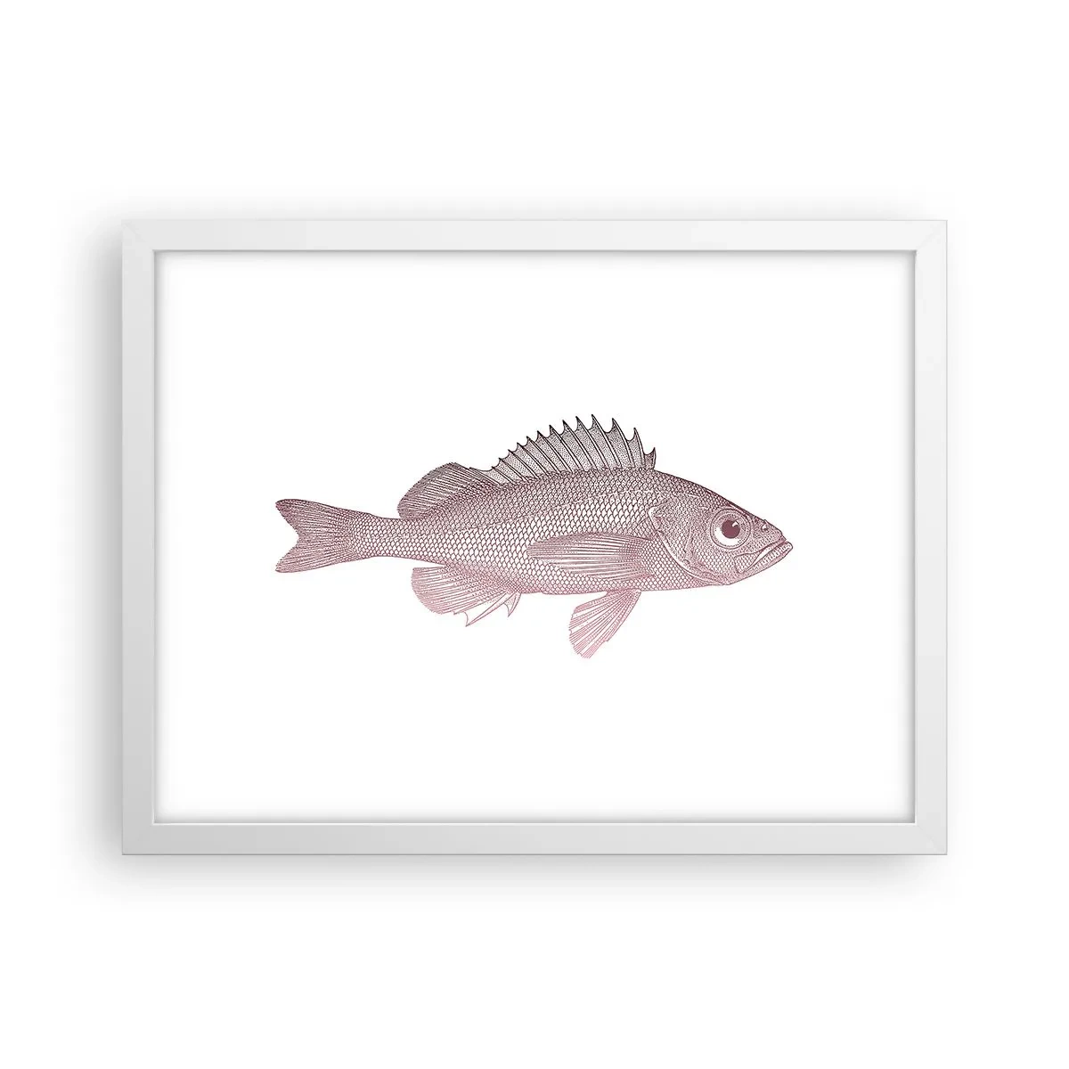 Affisch i vit ram - Storögd fisk - 40x30 cm