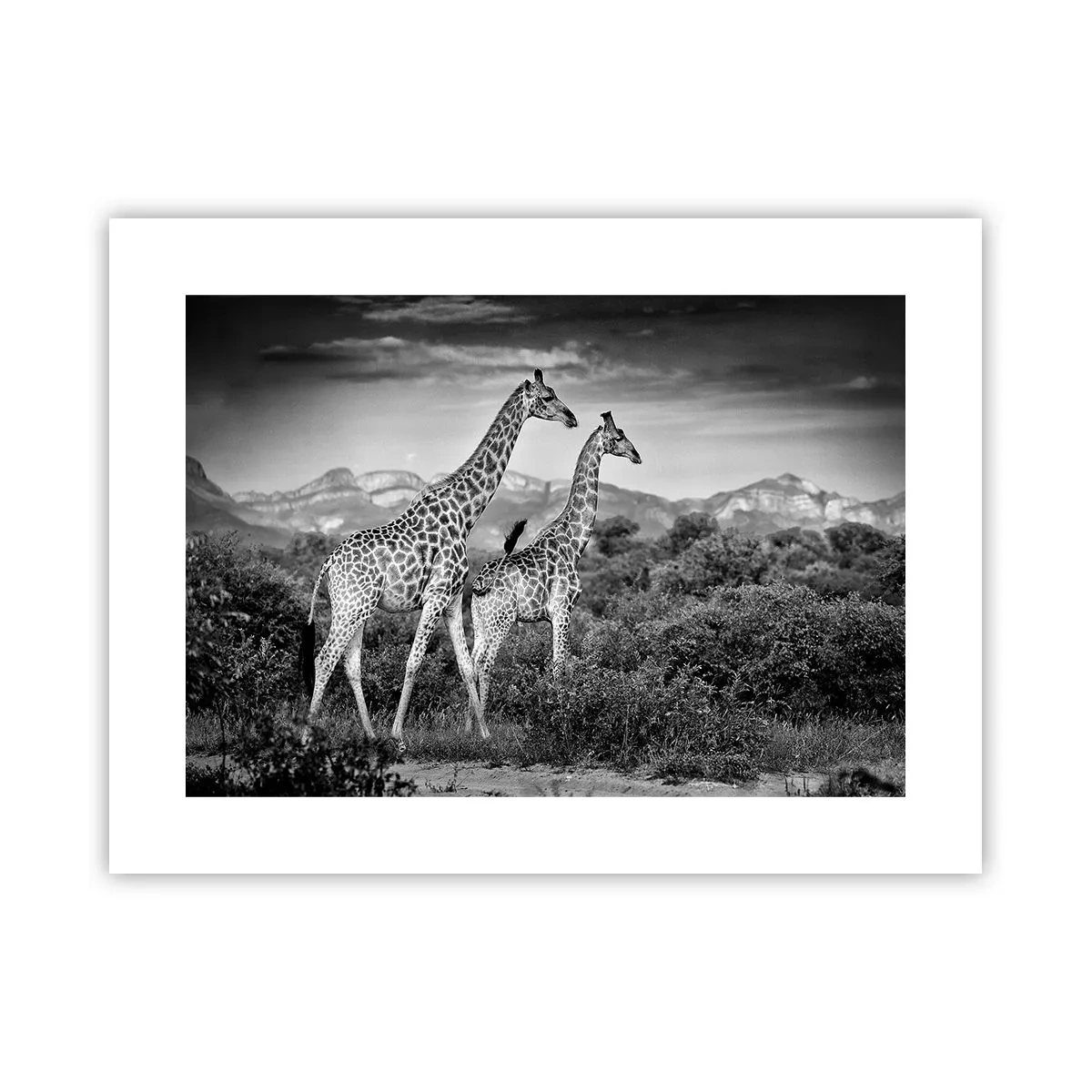 Affisch - Högre klasser i Afrika - 40x30 cm