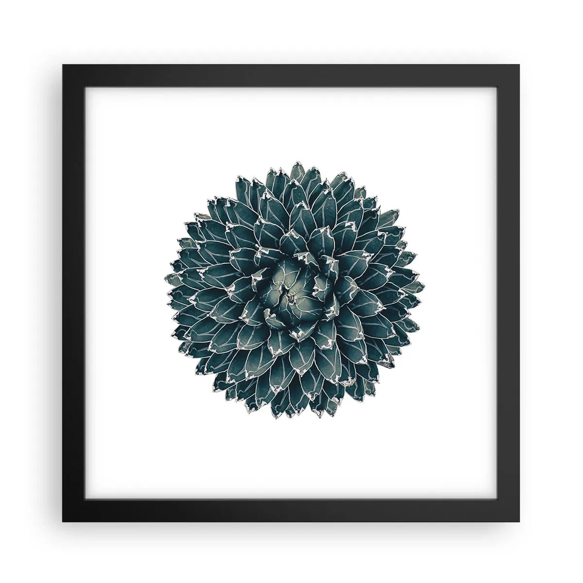 Affisch i svart ram - Öknens stjärna - 30x30 cm