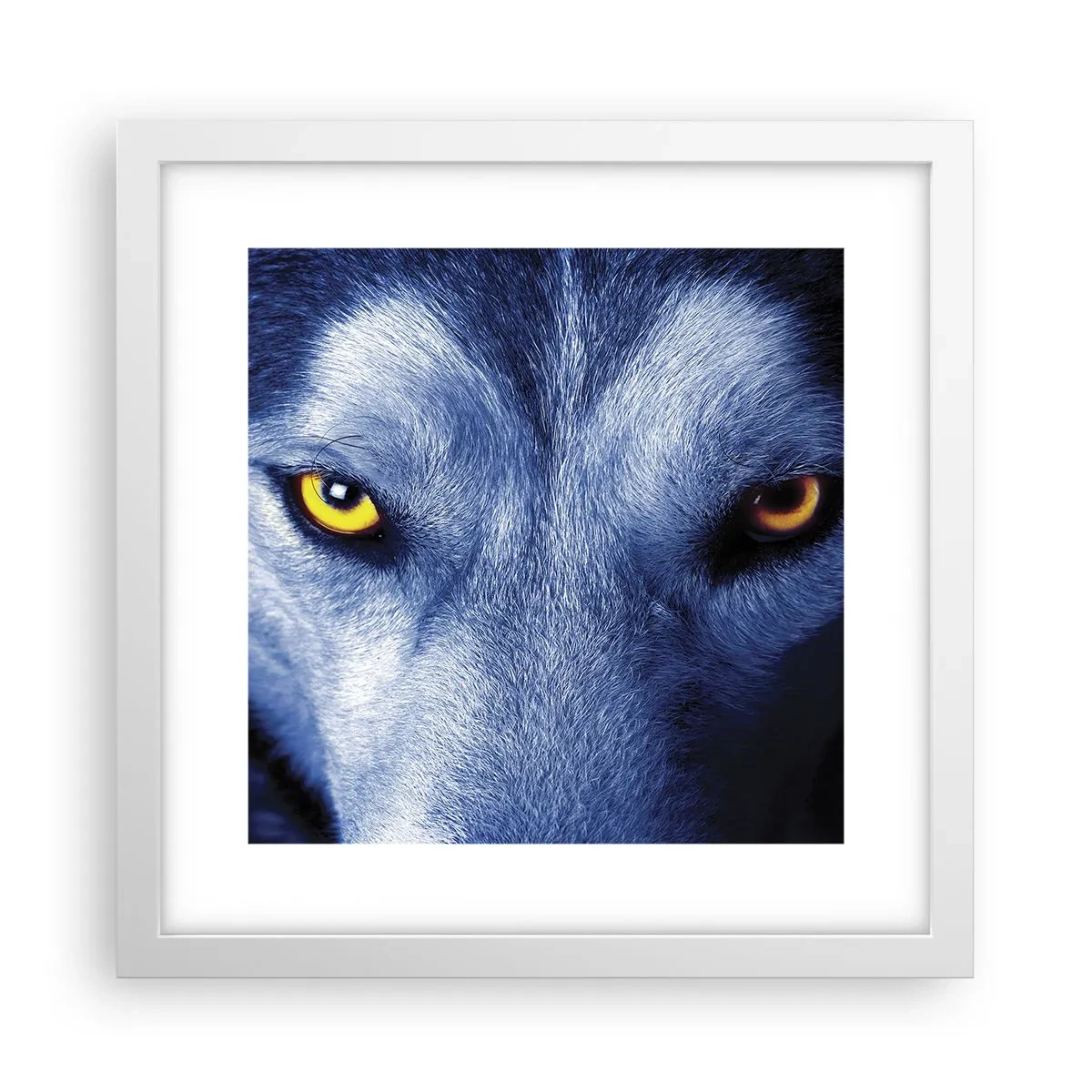 Affisch i vit ram - Hypnotiserade titt - 30x30 cm