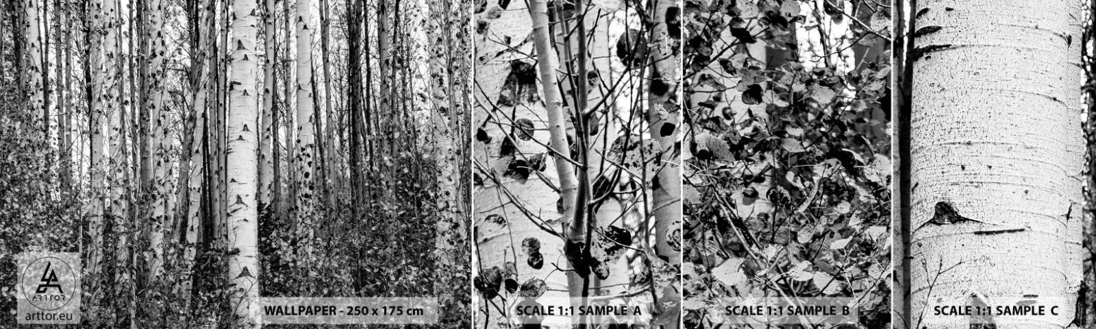 Fototapet Prov Standard Eco - Björkpelargång - Skog, Björk, Natur - 100x30 cm