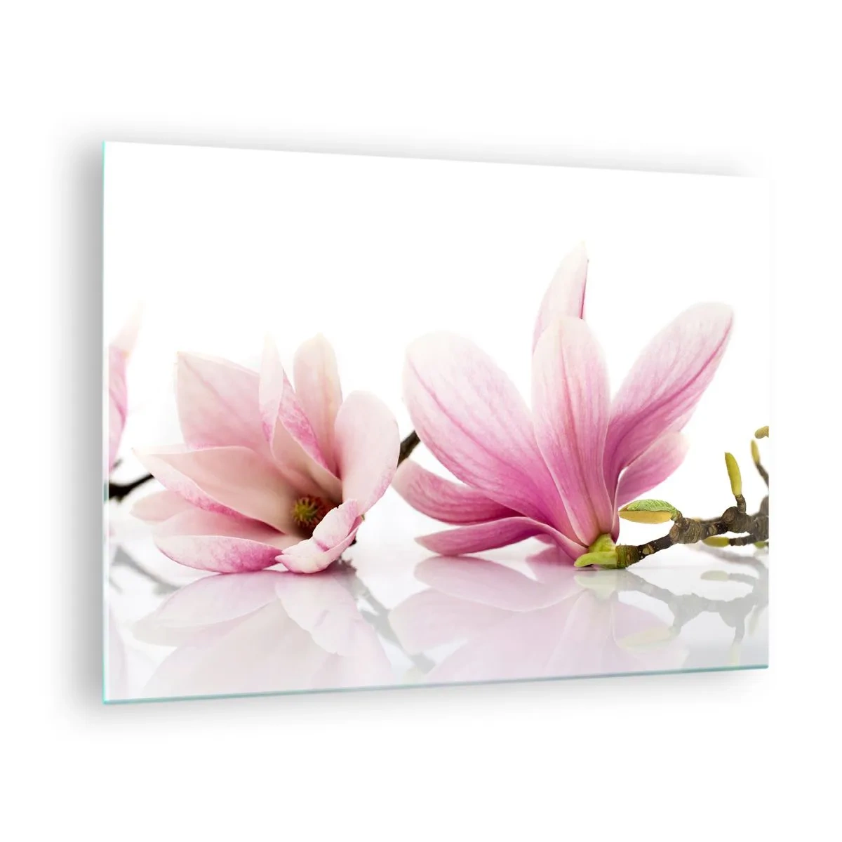 Glastavla - Bild på glas - Fina magnoliablommor på vit bakgrund - 70x50cm - Lätta som vårkänslan - Modern väggdekoration för vardagsrum och sovrum ARTTOR