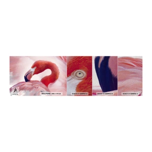 Provbit av fototapet Premium Sand - Fågelns skönhet - Flamingo, Fågel, Natur - 100x30 cm