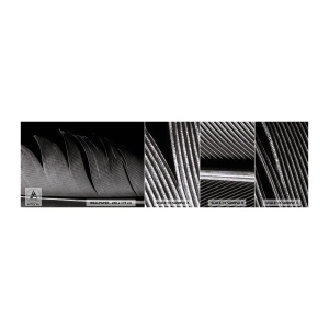 Fototapet Prov Standard Eco - Fjäder - en underbar konstruktion - Penna, Minimalism, Lätthet - 100x30 cm