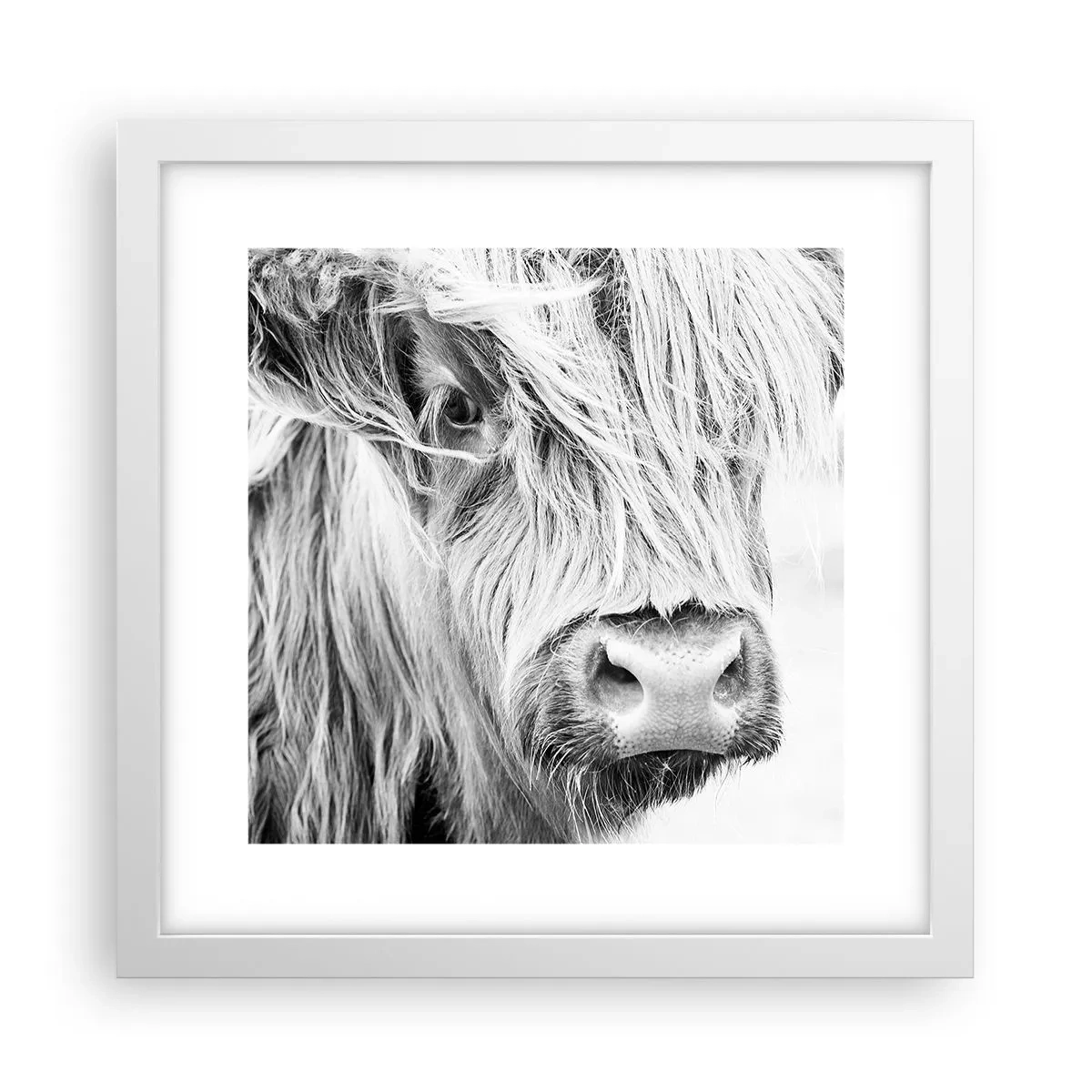 Affisch i vit ram - Skotsk vildhet - 30x30 cm
