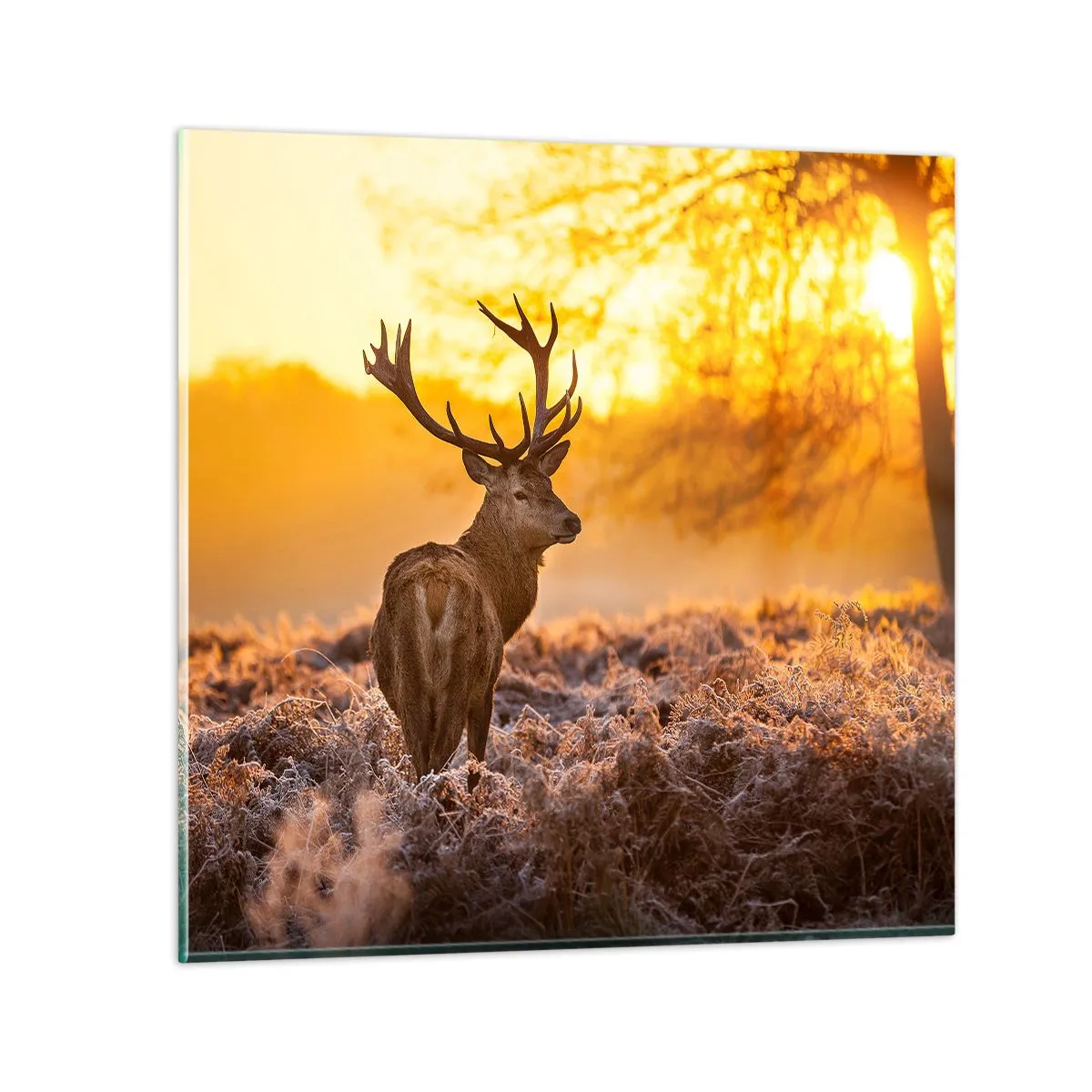 Glastavla - Bild på glas - Höstskogens kung - 50x50 cm