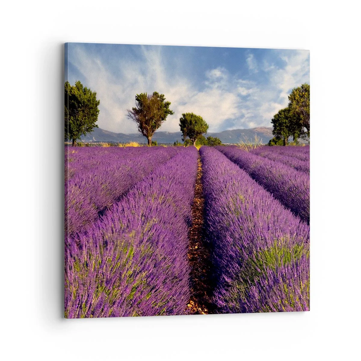 Canvastavla - Bild på duk - Lavendelrader - 70x70 cm