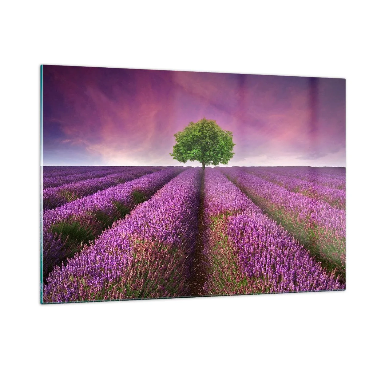 Glastavla - Bild på glas - På lavendelåkrarna - 120x80 cm