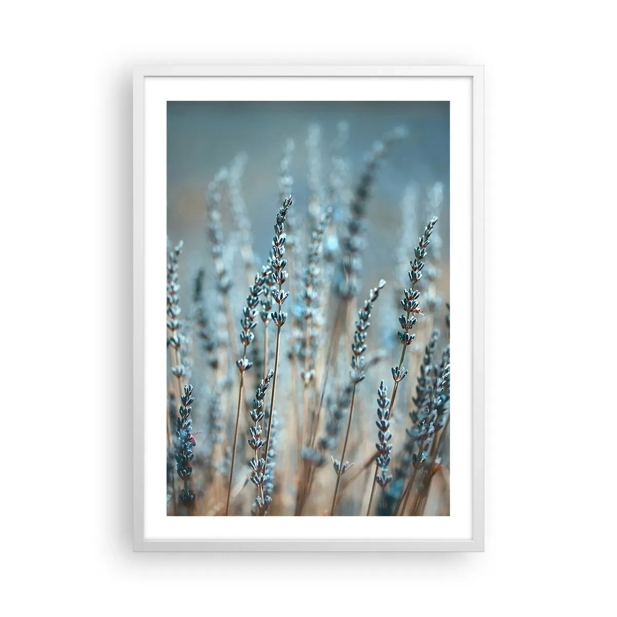 Affisch i vit ram - Doftande åkermark - 50x70 cm