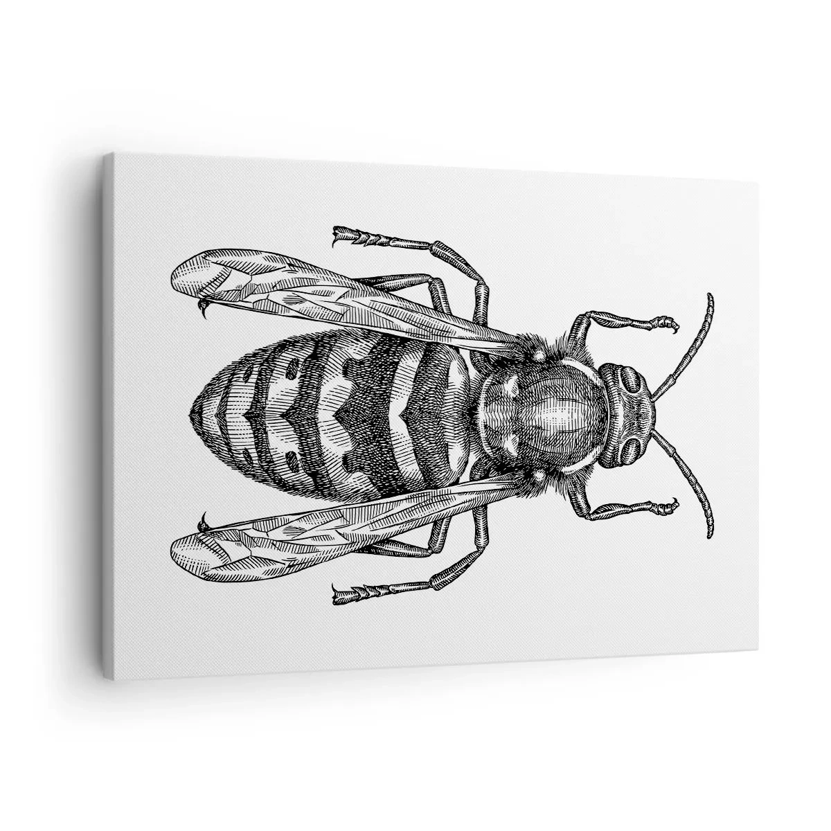 Canvastavla - Bild på duk - Ett tecknat getingmotiv på vit bakgrund i minimalistisk stil. - 70x50cm - Från insektplaneten  - Modern väggdekoration för vardagsrum och sovrum ARTTOR