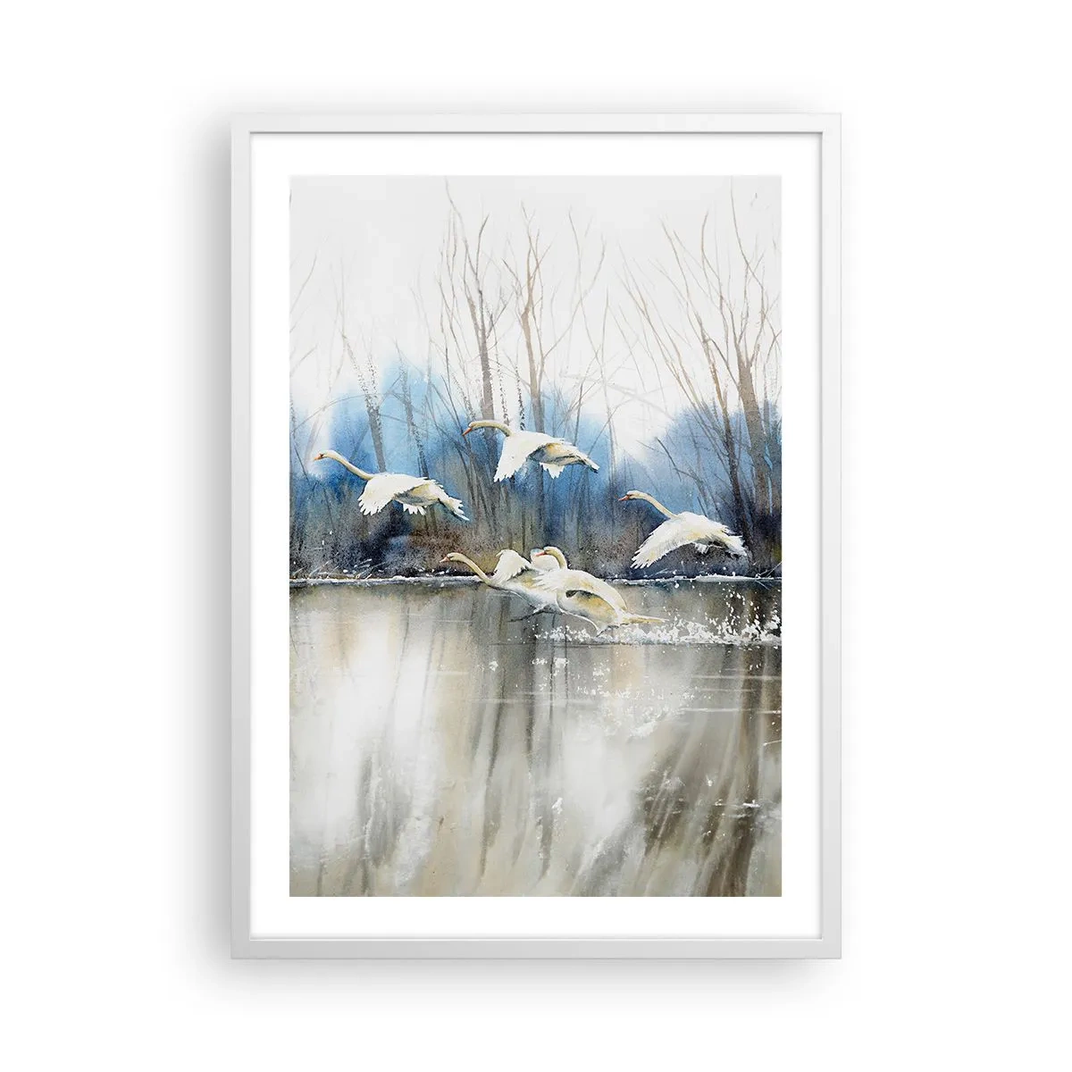 Affisch i vit ram - Som i en saga om vilda svanar - 50x70 cm