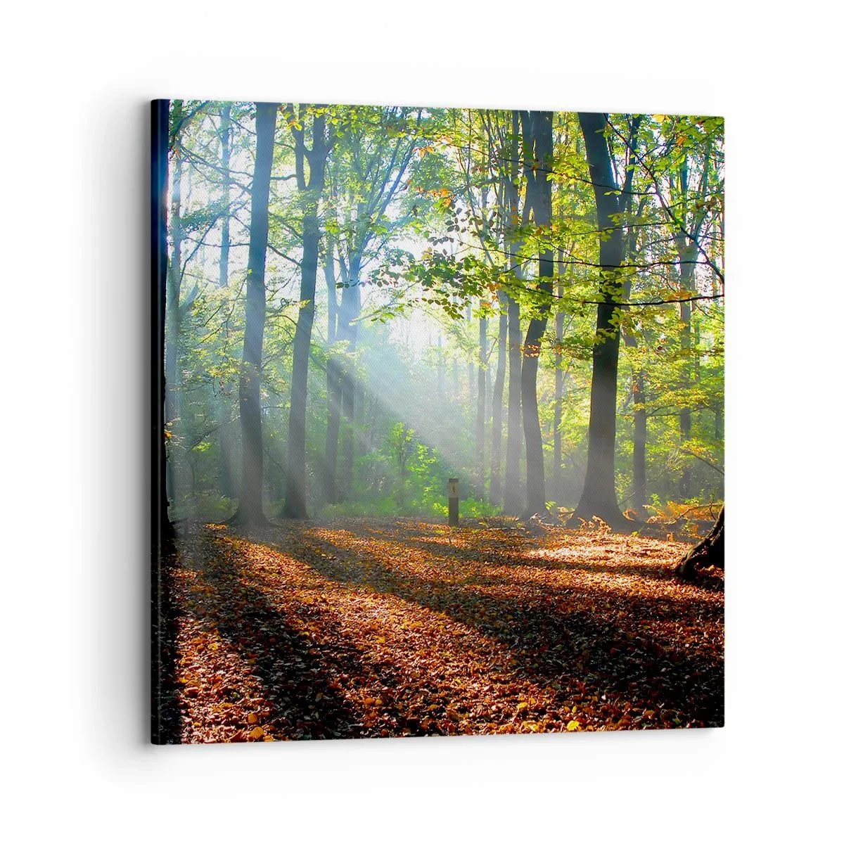 Canvastavla - Bild på duk - Sken-och skuggspel - 70x70 cm