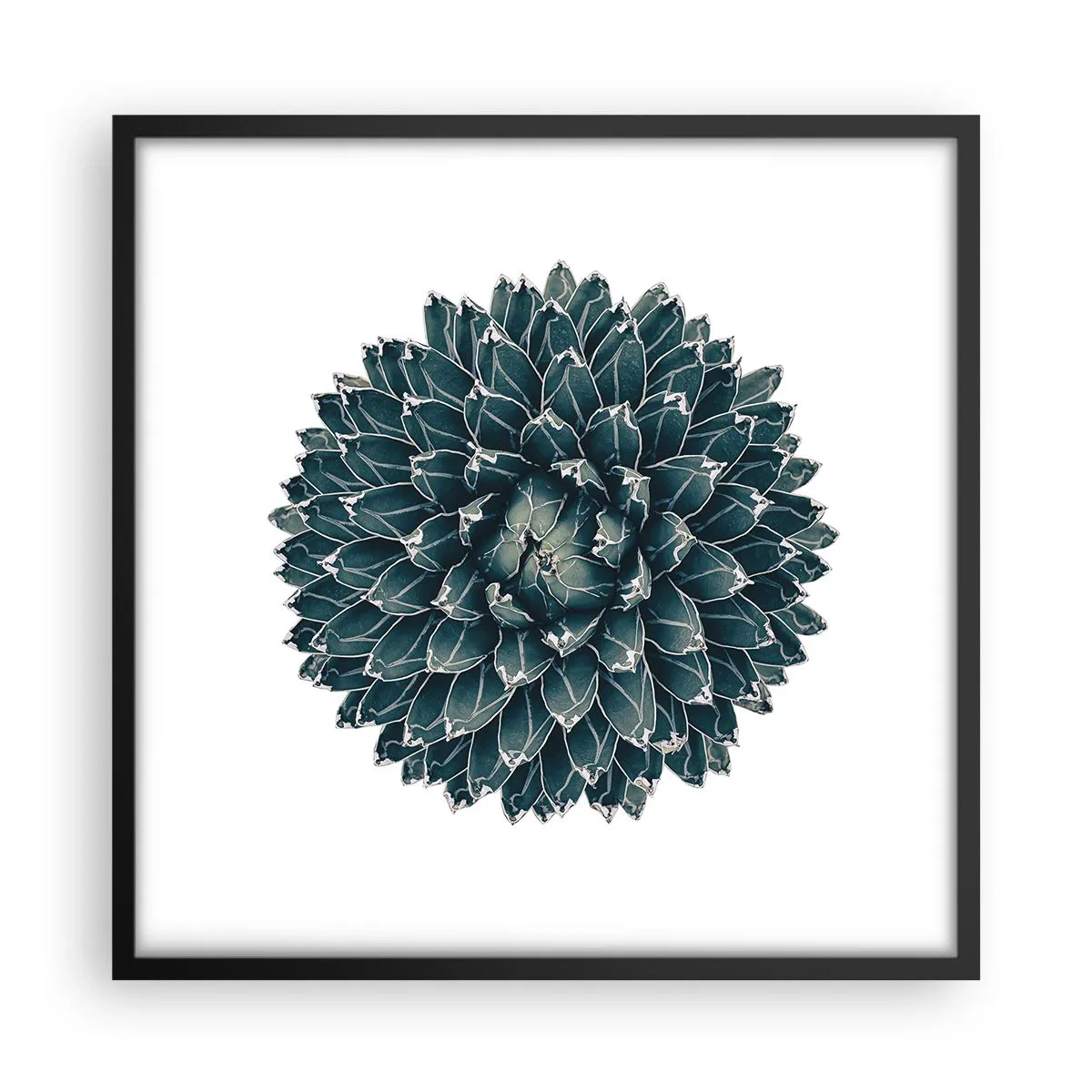 Affisch i svart ram - Öknens stjärna - 50x50 cm