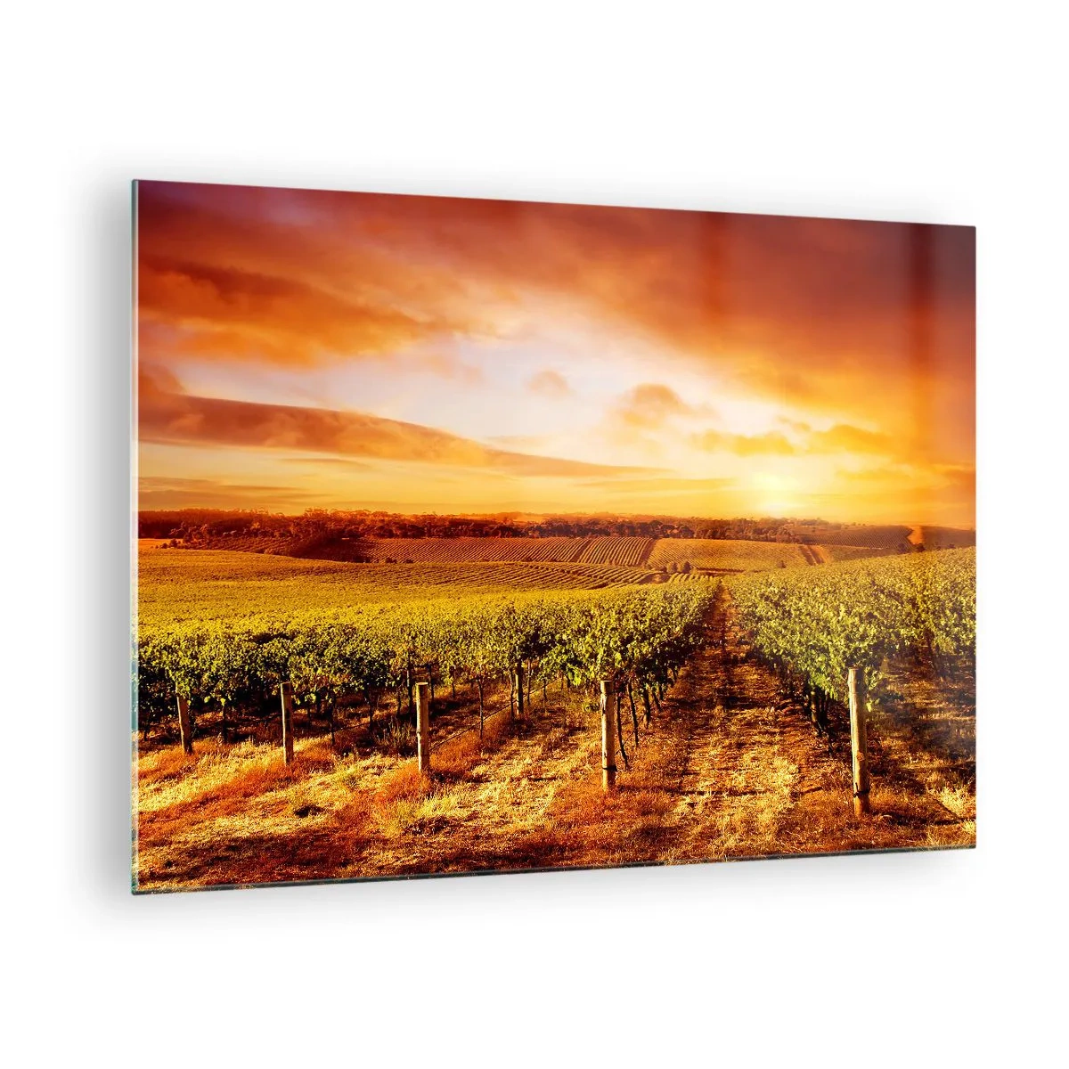 Glastavla - Bild på glas - Vinrankor i ett fält vid solnedgången - 70x50cm - Fina druvor med en gnutta sol - Modern väggdekoration för vardagsrum och sovrum ARTTOR