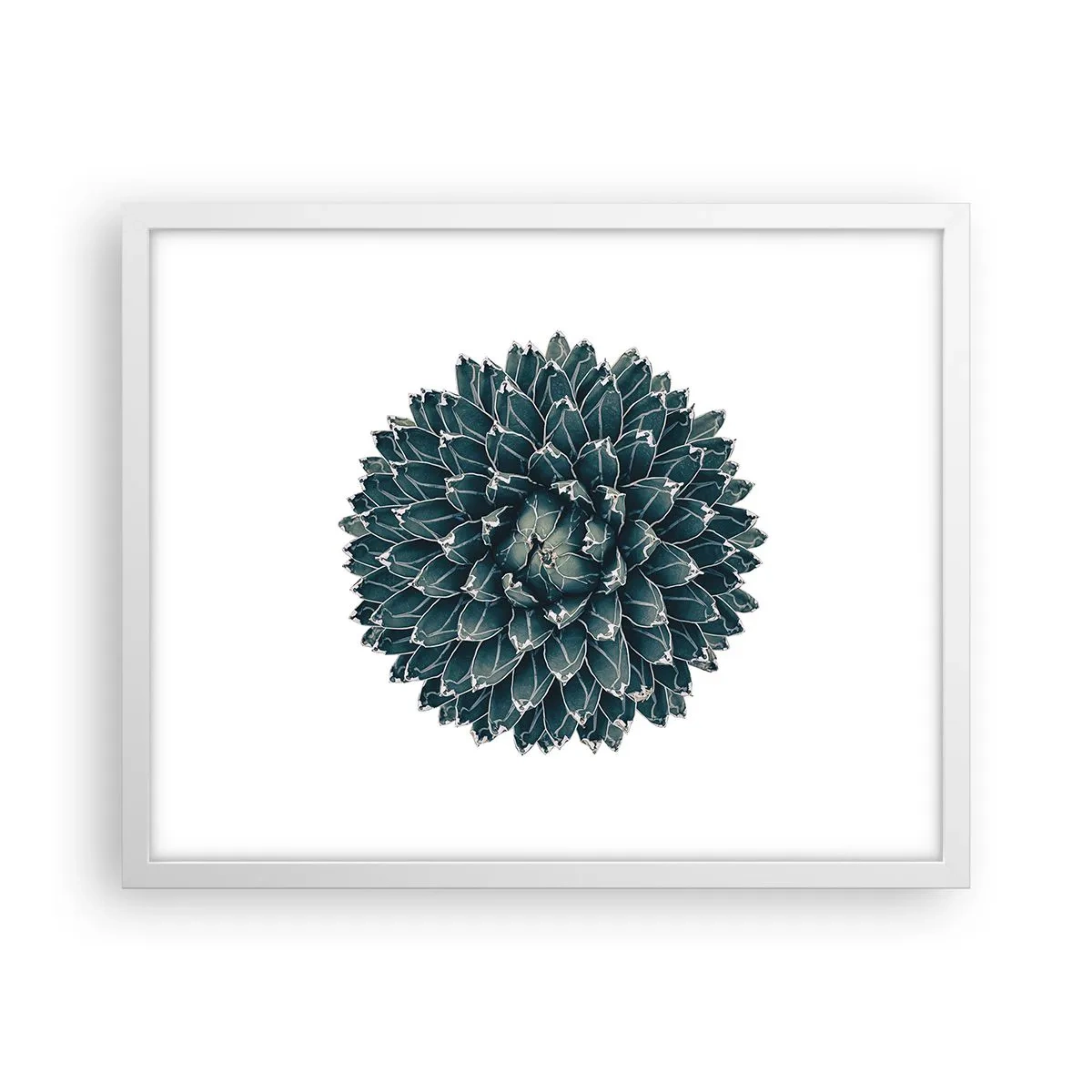 Affisch i vit ram - Öknens stjärna - 50x40 cm