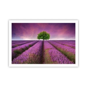 Affisch - På lavendelåkrarna - 91x61 cm