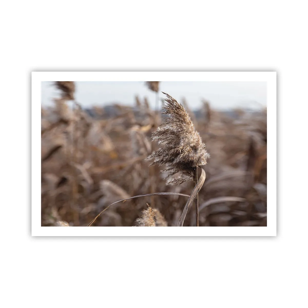 Affisch - Dags att flyga bort med vinden - 91x61 cm