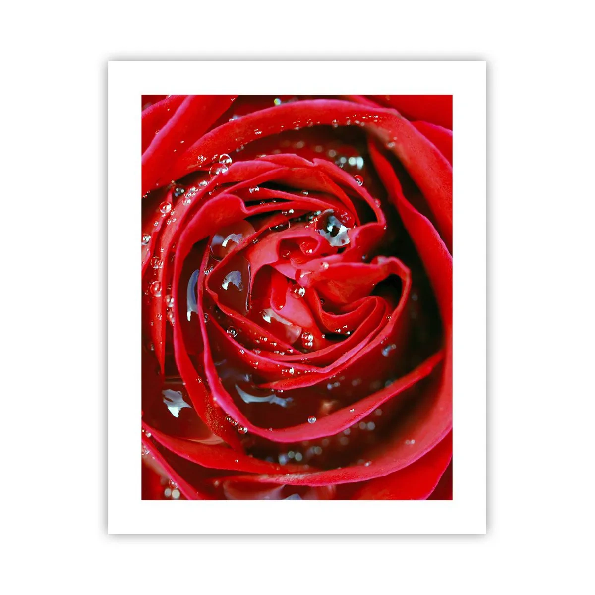 Affisch - Daggdroppar - 40x50 cm