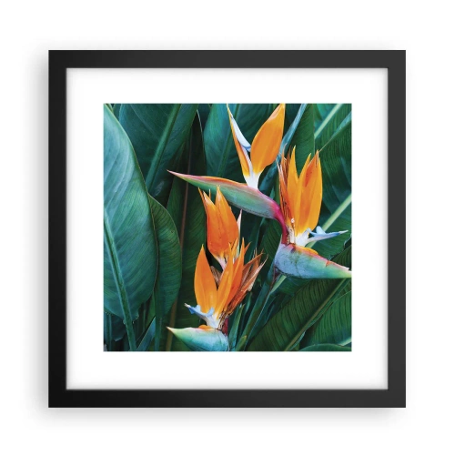 Affisch i svart ram - Är det en blomma, eller en fågel? - 30x30 cm