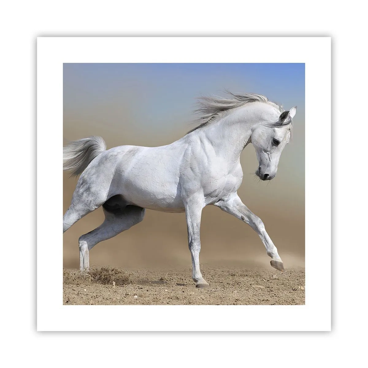 Affisch - Den vackraste arabiska sagan - 40x40 cm