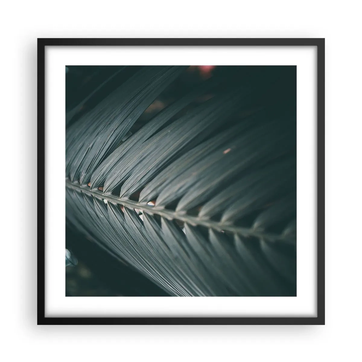 Affisch i svart ram - Naturens precision - 50x50 cm