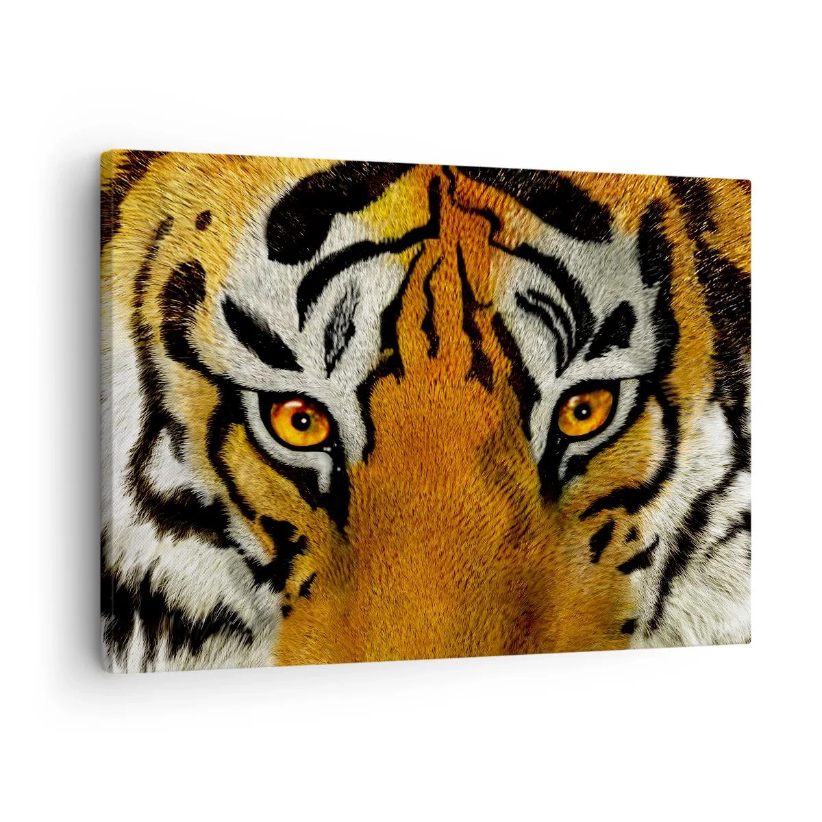 Canvastavla - Bild på duk - Närbildporträtt av en tiger med intensiv blick - 70x50cm - Farlig och vacker - Modern väggdekoration för vardagsrum och sovrum ARTTOR