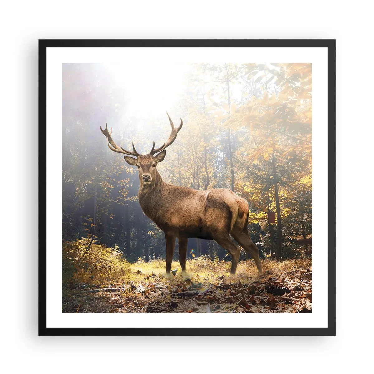 Affisch i svart ram - I fullt majestät - 60x60 cm