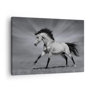 Canvastavla - Bild på duk - En svartvit häst i en dynamisk pose i öknen. - 70x50cm - Född för att förtjusa - Modern väggdekoration för vardagsrum och sovrum ARTTOR