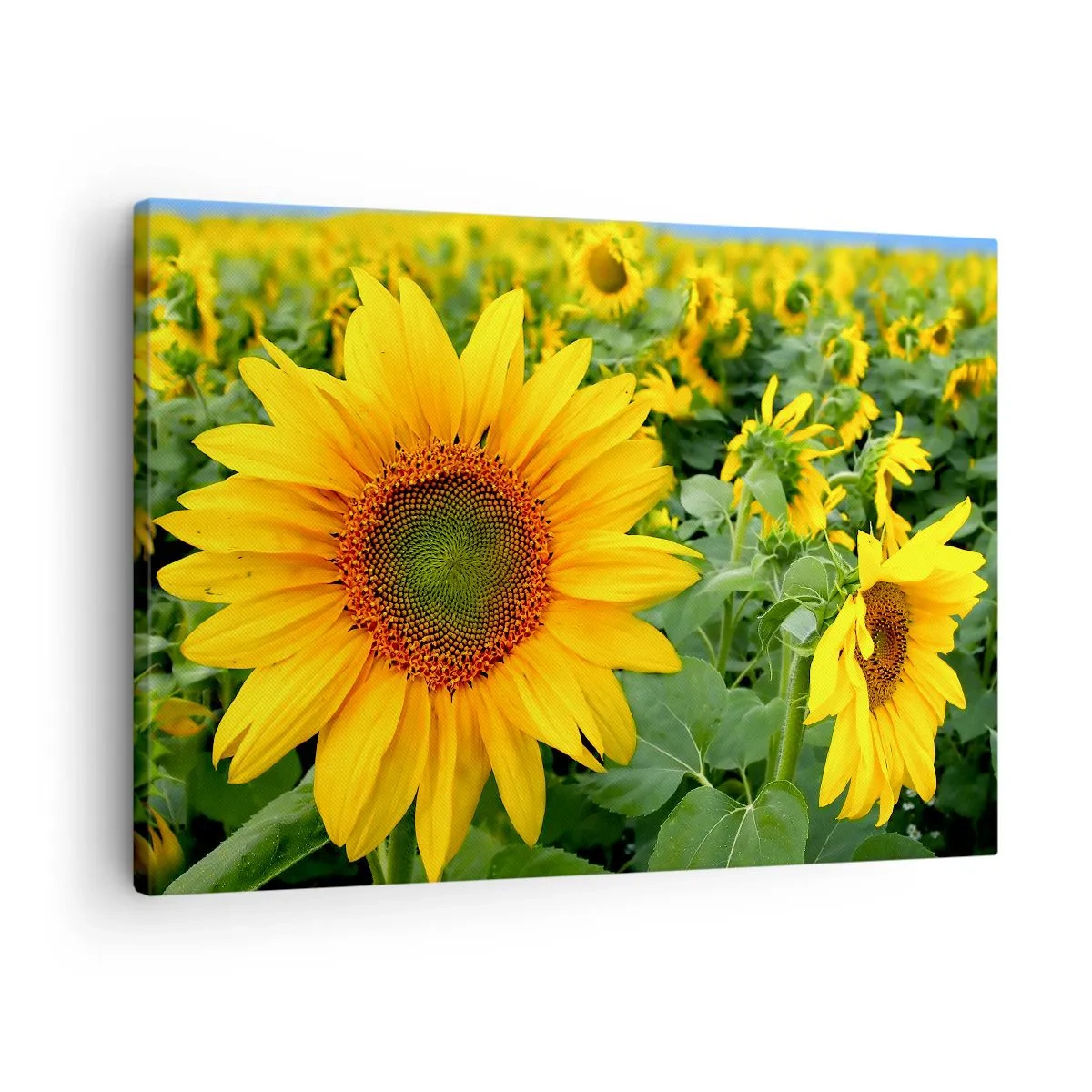 Canvastavla - Bild på duk - Ett fält av solrosor med gula blommor mot en bakgrund av gröna blad - 70x50cm - Hundratals brinnande solar - Modern väggdekoration för vardagsrum och sovrum ARTTOR