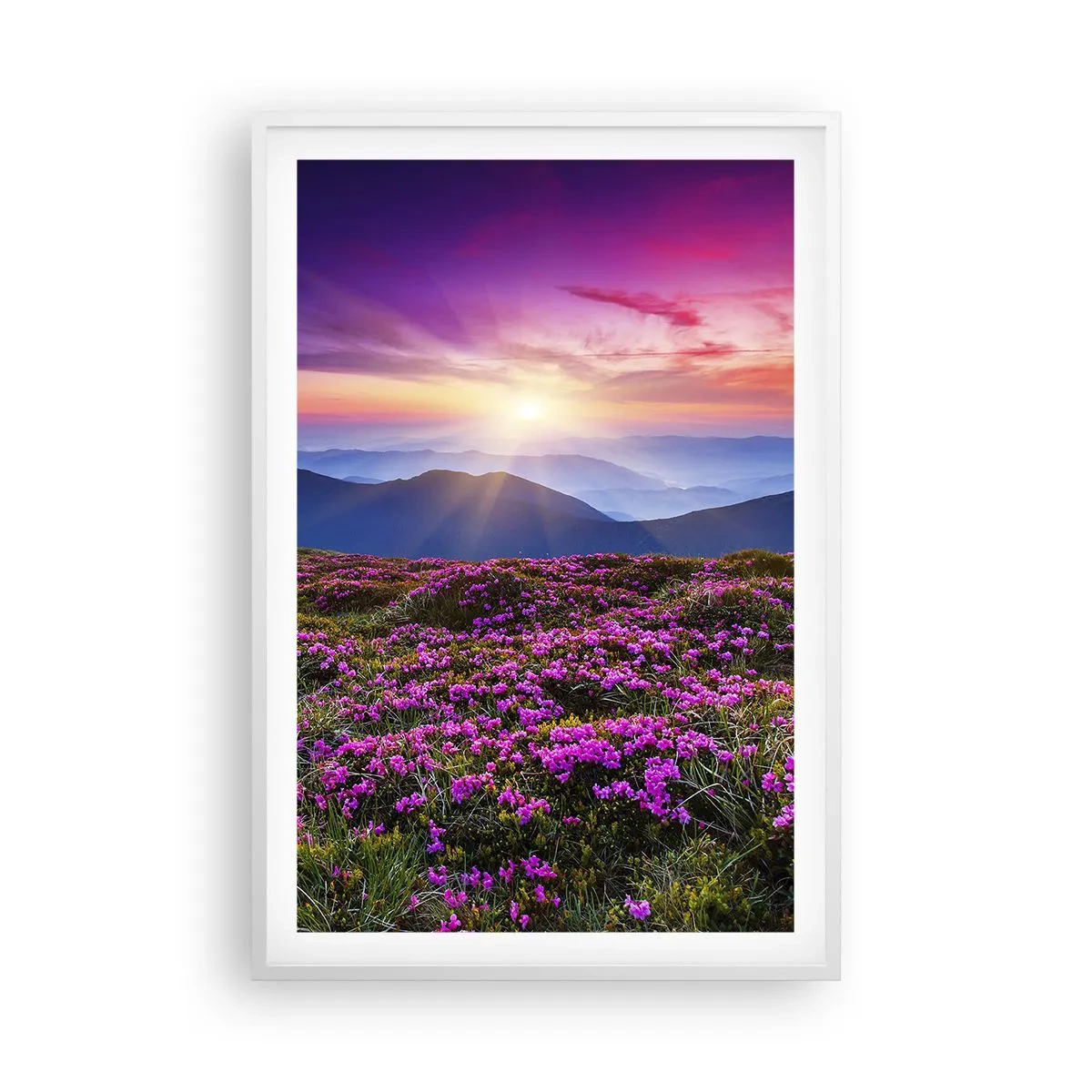 Affisch i vit ram - Doftande örter - 61x91 cm