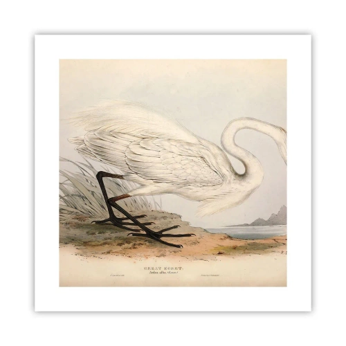 Affisch - En dam i vassen - 40x40 cm