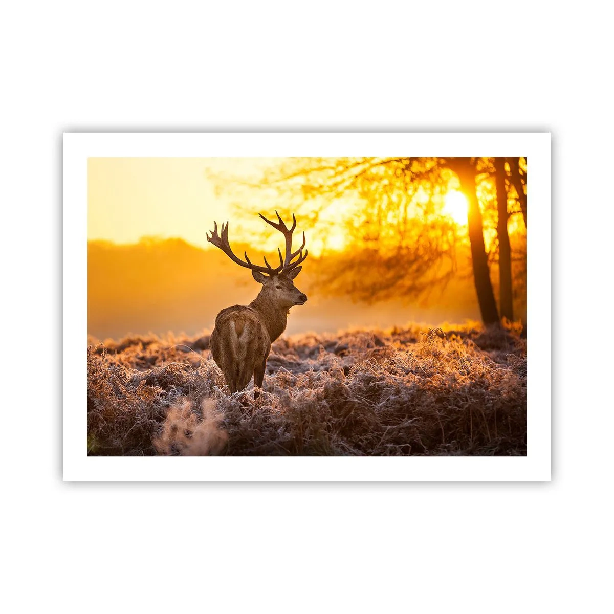 Affisch - Höstskogens kung - 70x50 cm