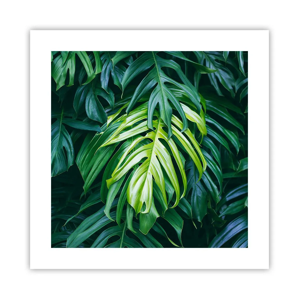 Affisch - Doppa sig i fräschheten - 40x40 cm