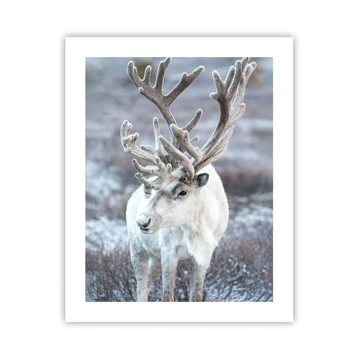 Affisch - Porträtt i solsken - 40x50 cm