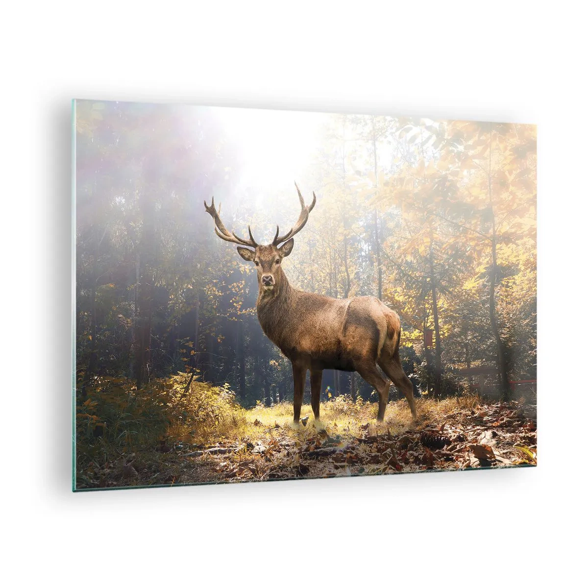 Glastavla - Bild på glas - En ståtlig hjort i en solbelyst höstskog - 70x50cm - I fullt majestät - Modern väggdekoration för vardagsrum och sovrum ARTTOR