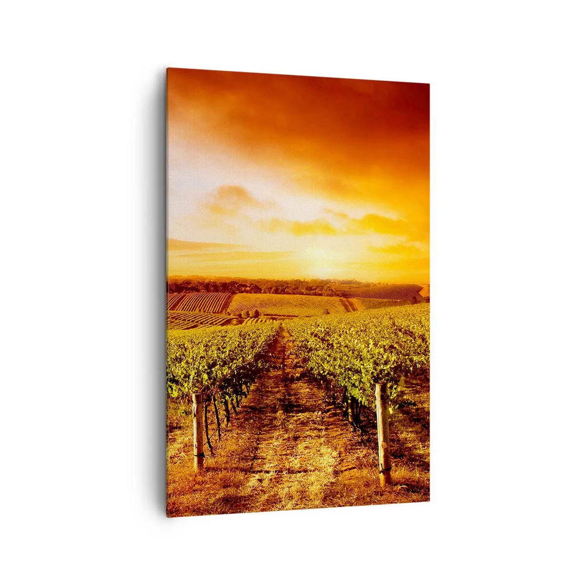 Canvastavla - Bild på duk - Fina druvor med en gnutta sol - 80x120 cm