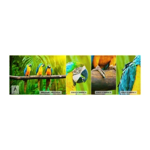 Provbit av fototapet Premium Canvas - Har du hört att hon...? - Fåglar, Papegojor, Natur - 100x30 cm
