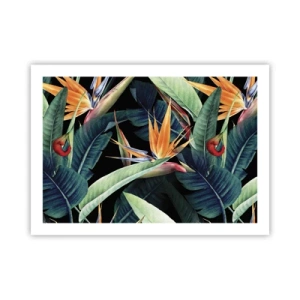 Affisch - Tropikens brinnande blommor - 70x50 cm