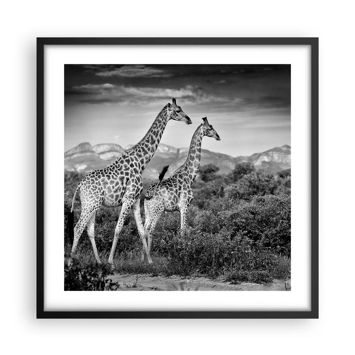 Affisch i svart ram - Högre klasser i Afrika - 50x50 cm