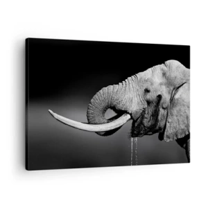 Canvastavla - Bild på duk - Svartvitt porträtt av en elefant i profil - 70x50cm - Ja, nu är det bra - Modern väggdekoration för vardagsrum och sovrum ARTTOR
