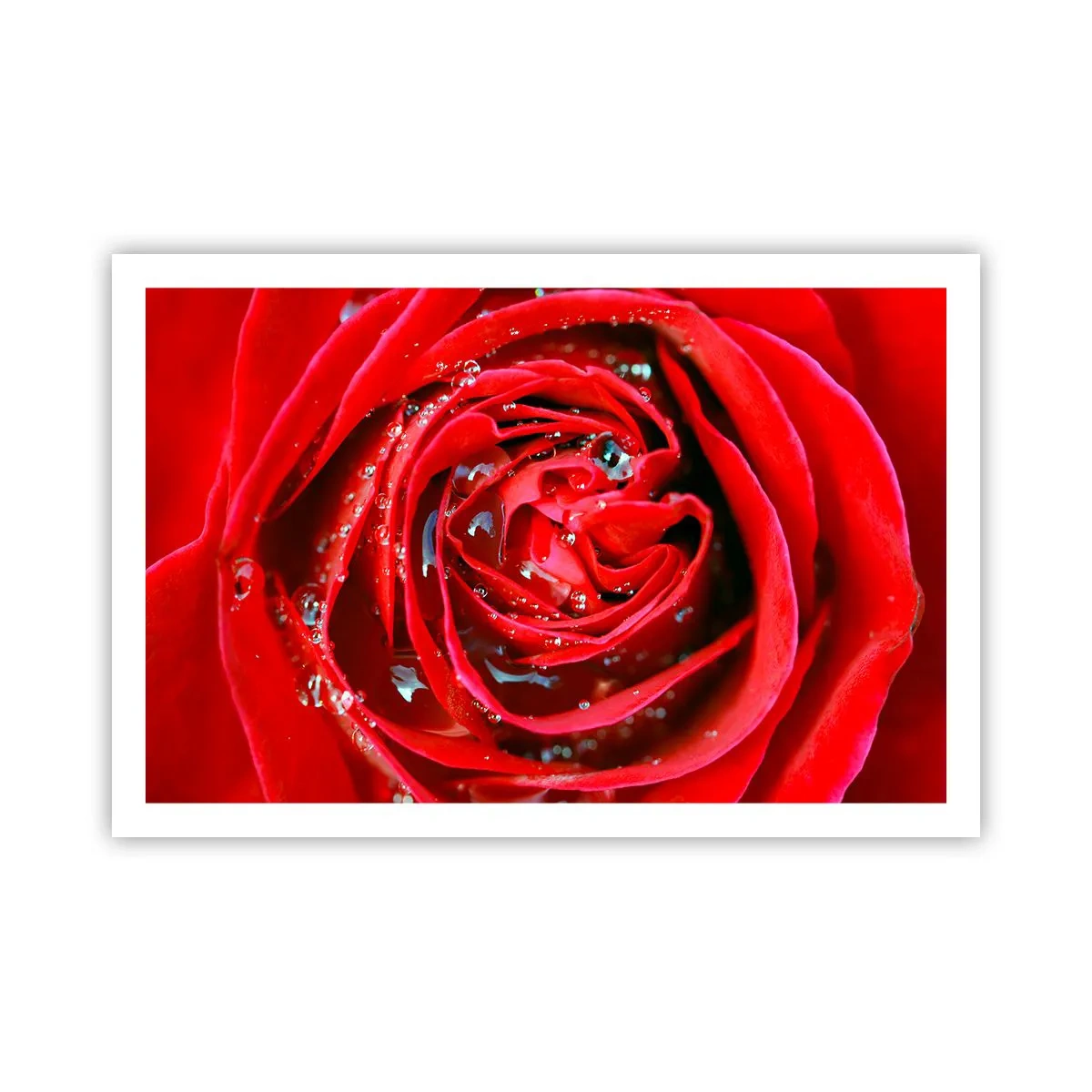 Affisch - Daggdroppar - 91x61 cm