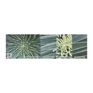 Provbit av fototapet Premium Canvas - Stjärna föds - Agave blomma, Agave, Blommor - 100x30 cm