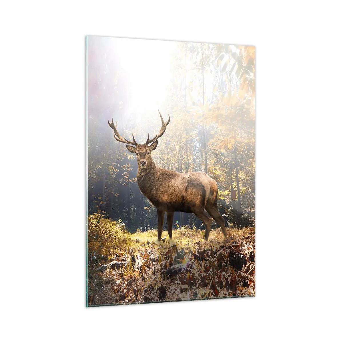 Glastavla - Bild på glas - I fullt majestät - 50x70 cm