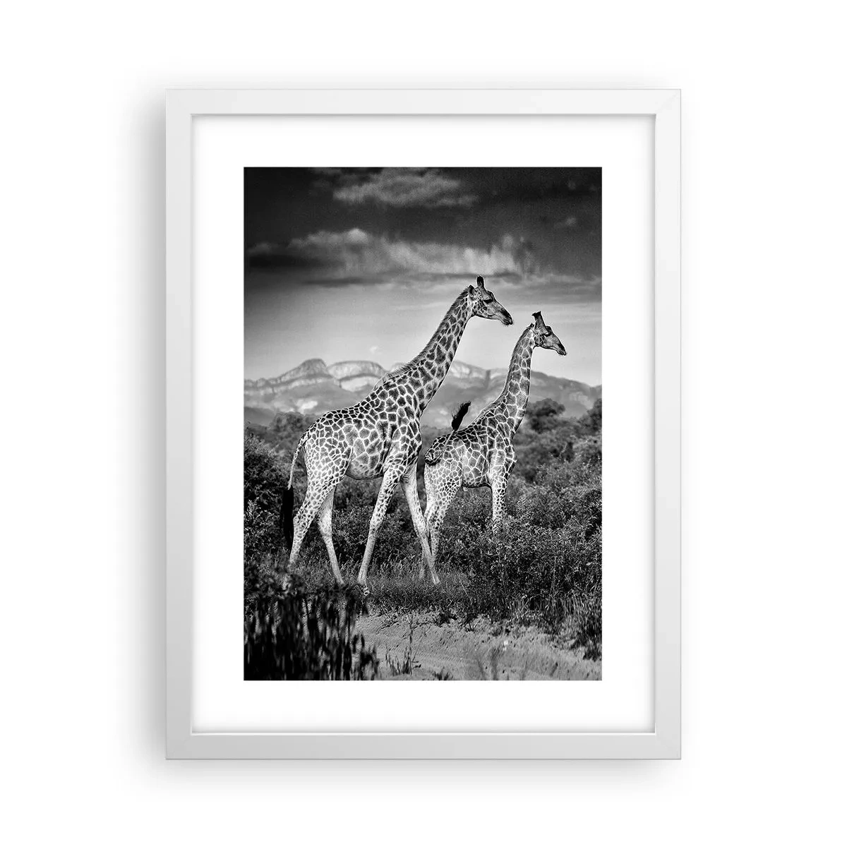 Affisch i vit ram - Högre klasser i Afrika - 30x40 cm