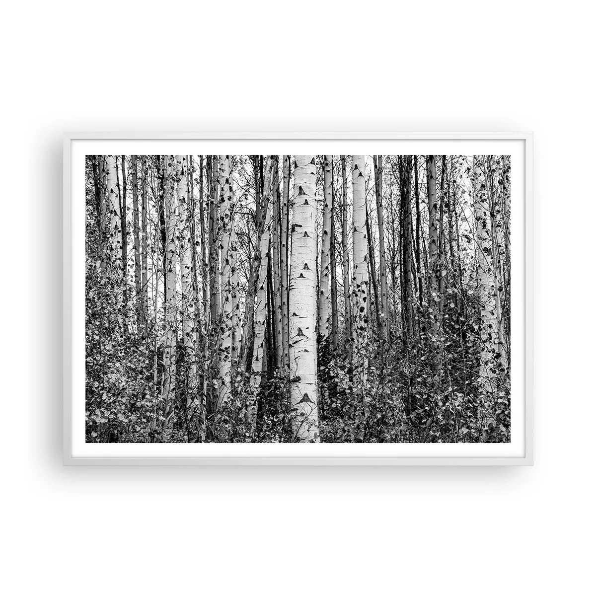 Affisch i vit ram - Björkpelargång - 100x70 cm