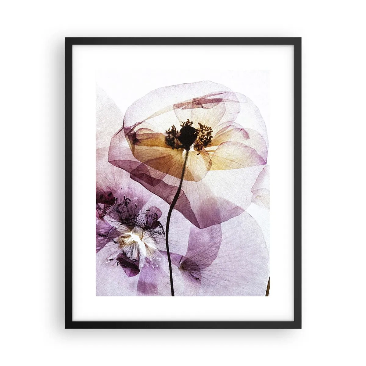 Affisch i svart ram - Blommornas transparenta kroppar - 40x50 cm