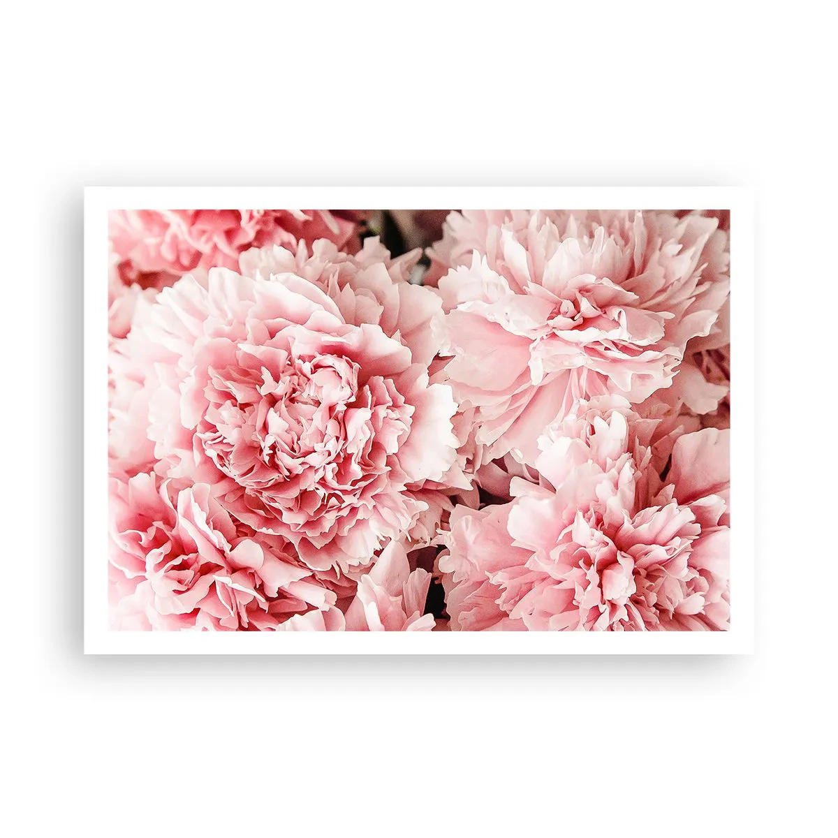 Affisch - Rosa dröm - 100x70 cm