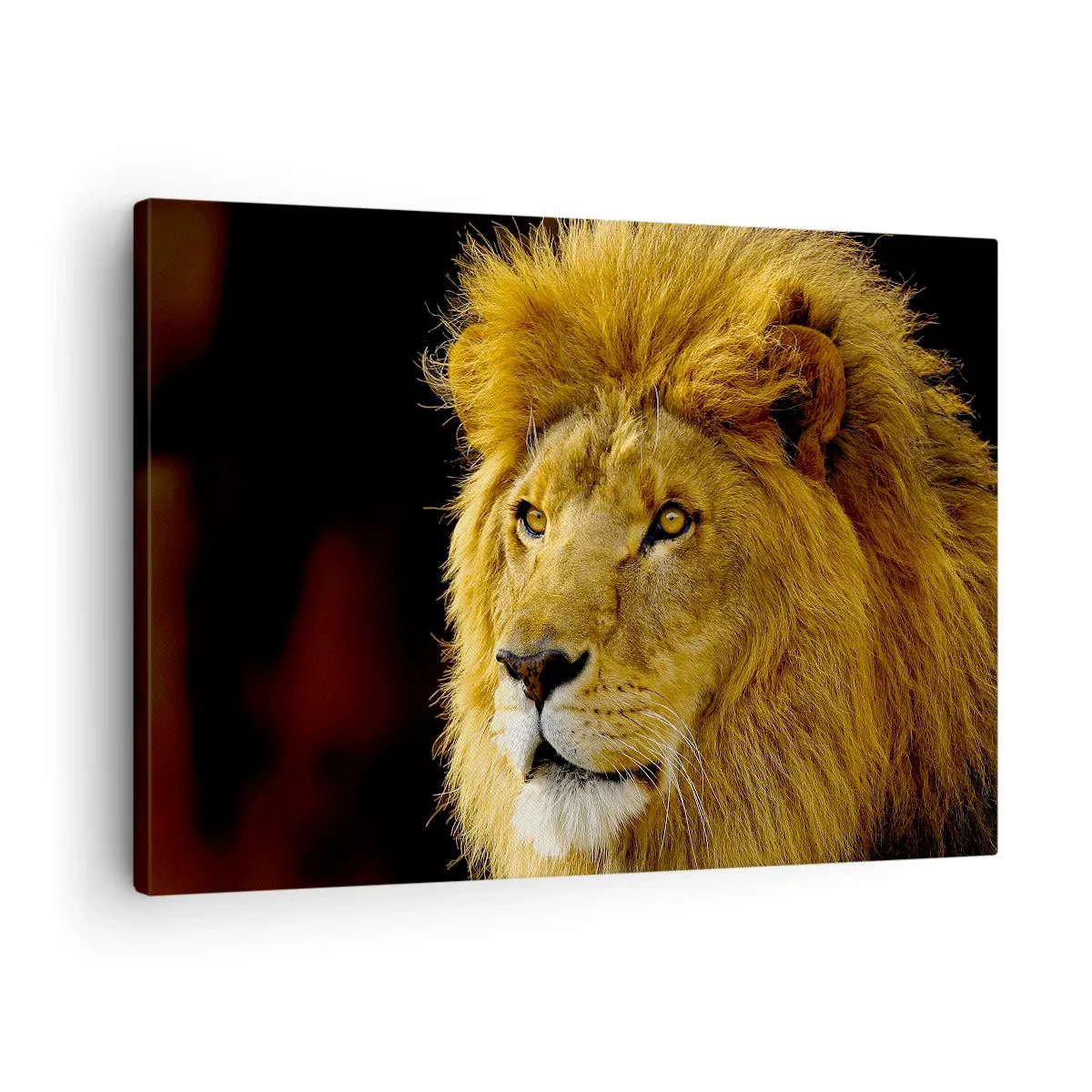 Canvastavla - Bild på duk - Porträtt av ett lejon med majestätisk man mot en mörk bakgrund - 70x50cm - Kungens porträtt - Modern väggdekoration för vardagsrum och sovrum ARTTOR